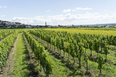 Scenic view of vineyard against sky