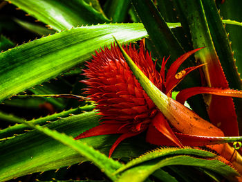 Close-up of red flowering plant