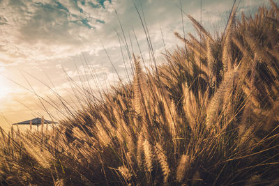 Close-up of crop against clouds