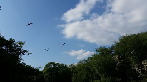 Low angle view of birds flying against sky
