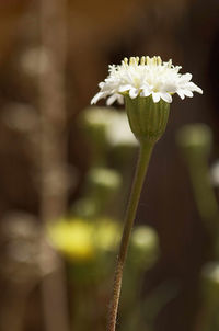 Close-up of white flowers blooming outdoors