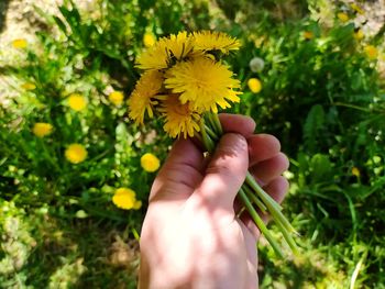 Cropped hand holding yellow flowering plant