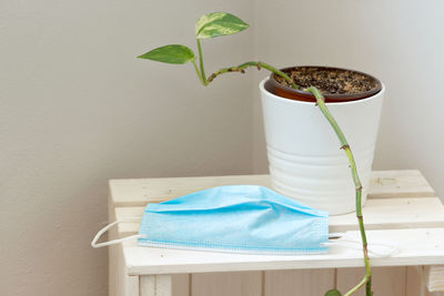 Close-up of potted plant on table against wall at home