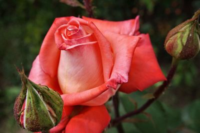 Close-up of rose blooming outdoors