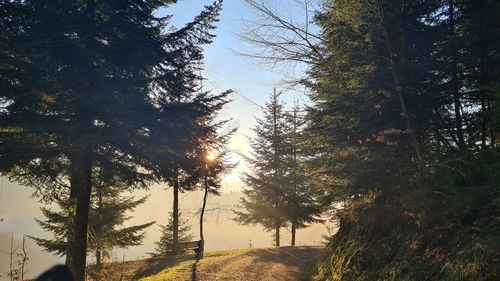 Low angle view of trees in forest against sky