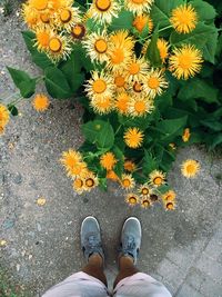 Low section of man standing on flower