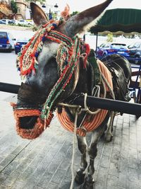 Horse cart on street