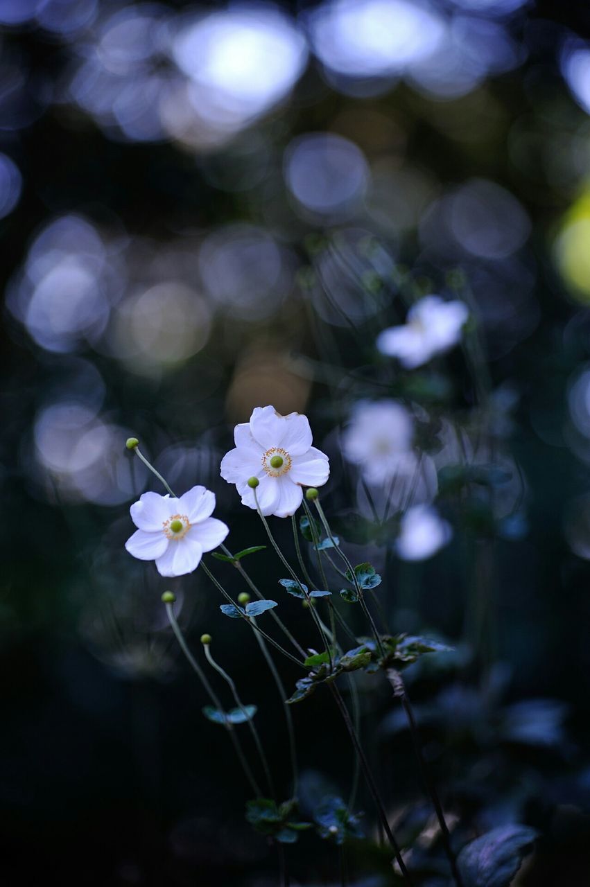 flower, freshness, growth, fragility, petal, focus on foreground, beauty in nature, close-up, white color, flower head, nature, blooming, selective focus, plant, blossom, in bloom, outdoors, day, stem, springtime