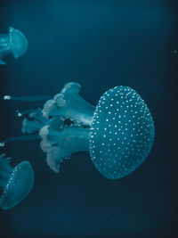 Close-up of jellyfish swimming in sea