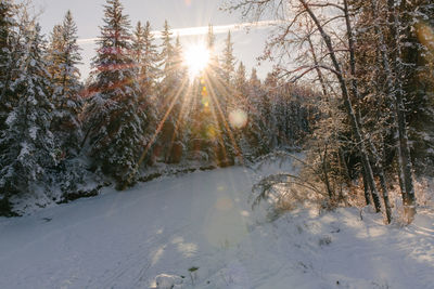 Snow covered pine trees in a park