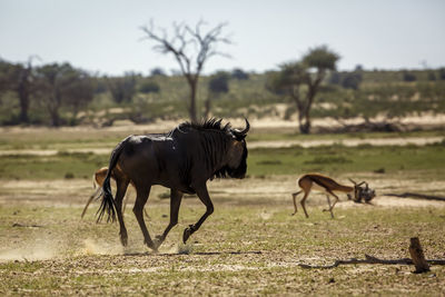 Horse standing on field