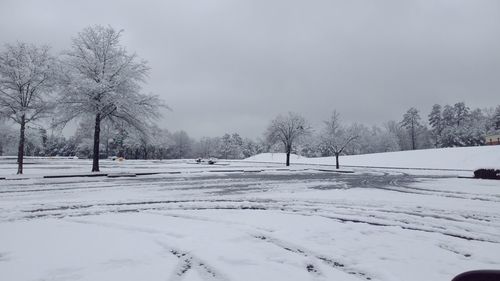 Trees on snow covered landscape