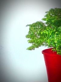 Close-up of plant against trees