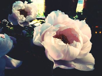 Close-up of white roses blooming outdoors