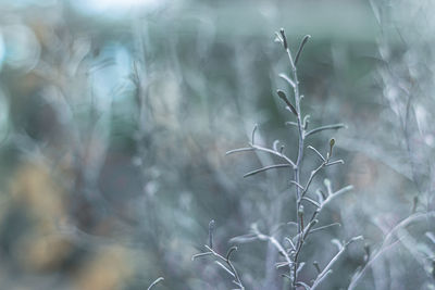 Close-up of plant growing on field