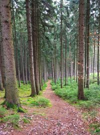 View of trees in forest