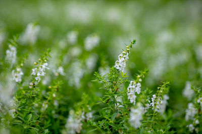 Close-up of flowering plant leaves on land