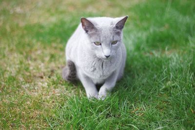 Cat on field