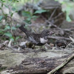 Close-up of bird perching outdoors