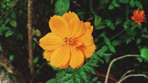 Close-up of yellow flower