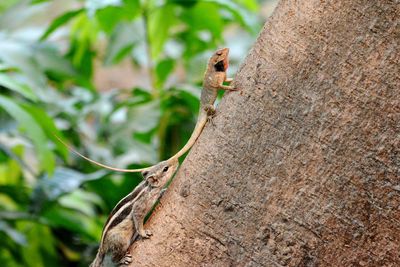 Lizard and squirrel in pursuit