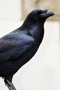 Close-up of a bird