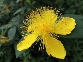 Close-up of yellow flowering plant