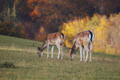 Deer grazing in a field