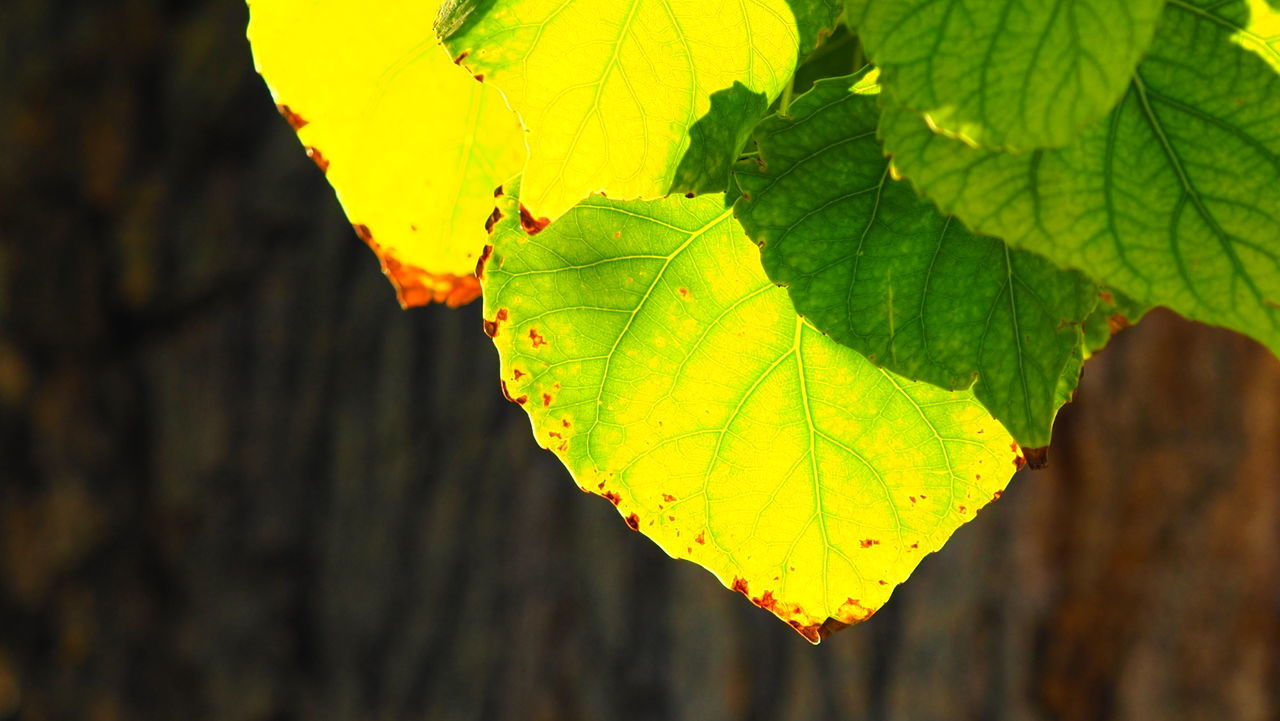 leaf, plant part, yellow, green, nature, plant, tree, close-up, no people, autumn, sunlight, beauty in nature, outdoors, branch, day, leaf vein, plant stem, focus on foreground, environment, macro photography, growth, flower, land, vibrant color