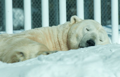 White dog sleeping