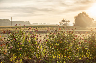 Wildflowers on field