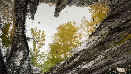 Low angle view of moss growing on tree trunk