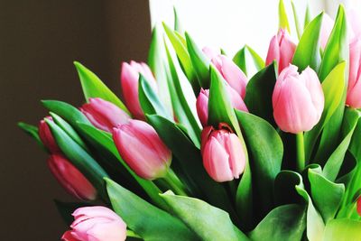 Close-up of pink flowers blooming outdoors