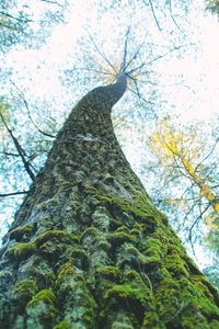 Low angle view of a tree