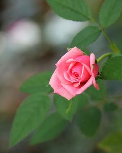 Close-up of pink rose