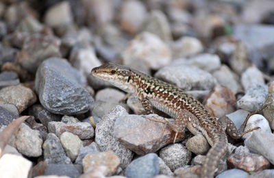 Lizard on rock