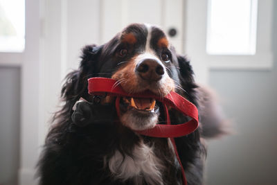 Close-up of dog looking away