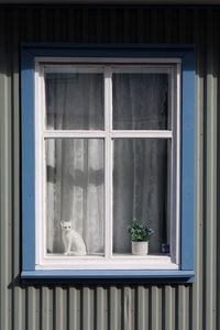 Cat on window sill