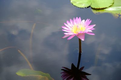 Close-up of pink water lily in lake