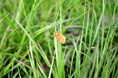Close-up of butterfly on grass