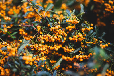 Close-up of orange flowering plant