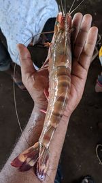 Close-up of hand holding fish