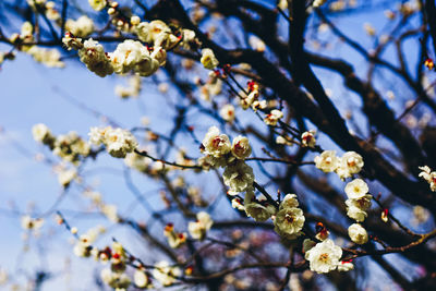 Low angle view of cherry blossoms in spring