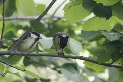 Close-up of bird perching on branch