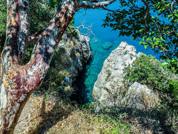 Trees growing on rock