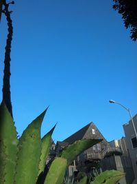 Low angle view of plants against clear blue sky