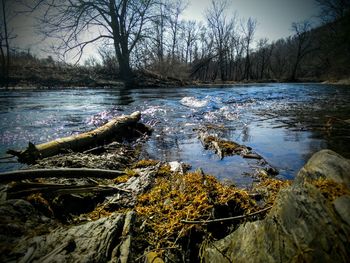 Close-up of tree by lake against sky