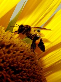 Close-up of bee on yellow flower