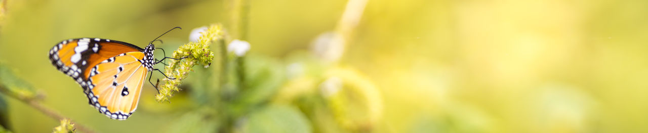 Close-up of butterfly pollinating flower