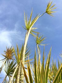 Low angle view of palm tree against sky
